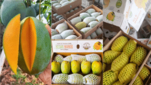 Kesar Mango Supllier