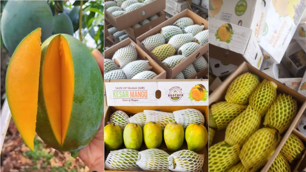 Kesar Mango Supllier