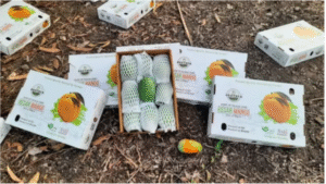 Kesar Mango Supllier