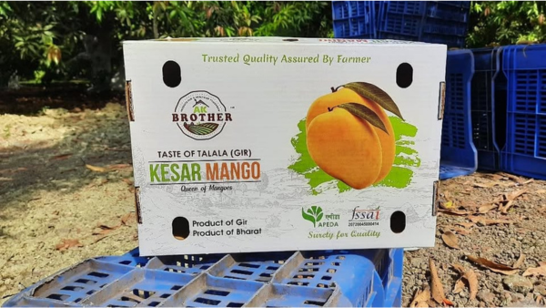 Discover the Sweet Gold of Gujarat – Kesar Mango Exports by AK Brother