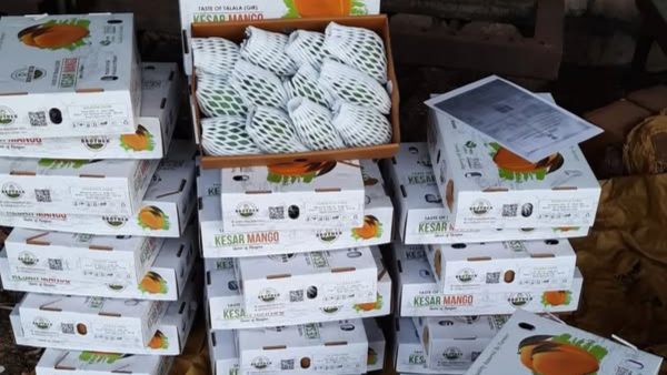 Exporting the Taste of India Premium Kesar Mangoes for the World