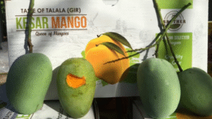 From Gir to the Global How We Export India’s Finest Kesar Mangoes