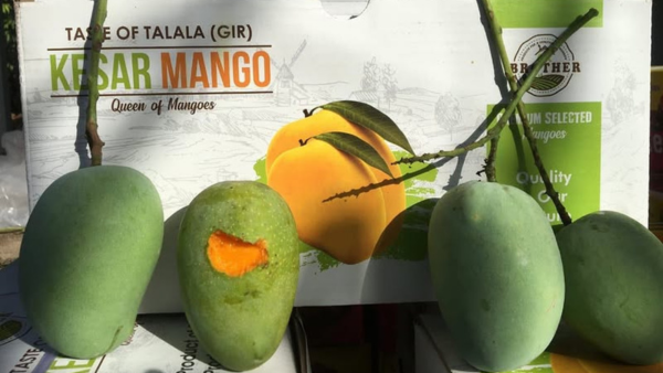 From Gir to the Global How We Export India’s Finest Kesar Mangoes