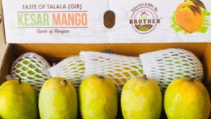 Kesar Mango Exports Bringing the Royal Flavor of India Worldwide