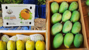 Why Kesar Mangoes Are the King of Indian Exports