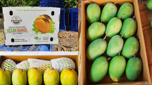 Why Kesar Mangoes Are the King of Indian Exports