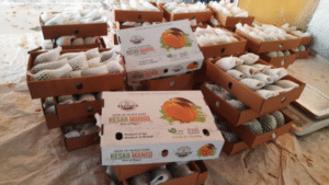 Kesar Mango Exporter in India