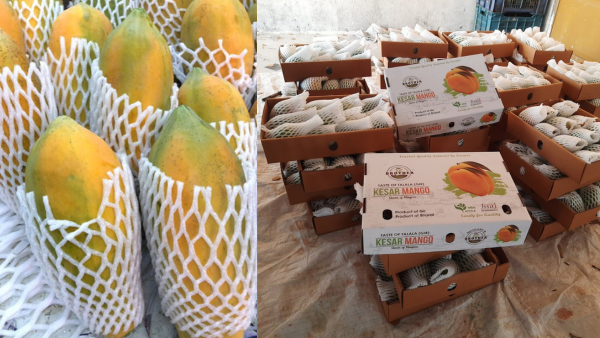 Kesar Mango Exporter From India