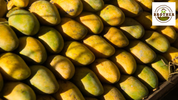 Kesar Mango Supplier