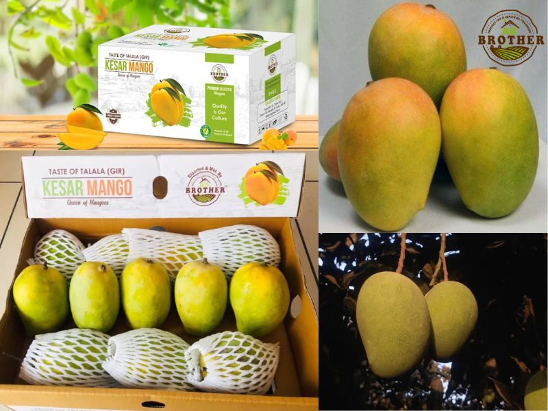 Kesar Mango From India