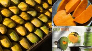 Top Reasons Global Importers Prefer Indian Kesar Mango Exporters