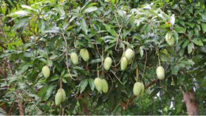 Why Indian Kesar Mango Is in High Demand in International Markets