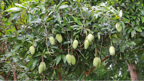 Why Indian Kesar Mango Is in High Demand in International Markets