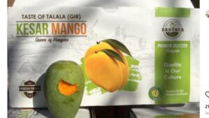 Why Indian Kesar Mango Is in High Demand in International Markets